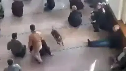 CUMA NAMAZI SIRASINDA CAMİYE GİREN PİTBULLA PANİĞE NEDEN OLDU!