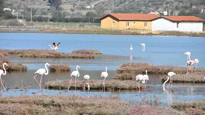FLAMİNGOLARA EV SAHİPLİĞİ YAPAN TUZLA SULAK ALANI TEHLİKEDE!