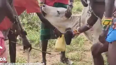 ETİOPYA’DA SURMA ERKEKLERİNİN TAZE  İNEK KANI İÇME GELENEĞİ SÜRÜYOR!