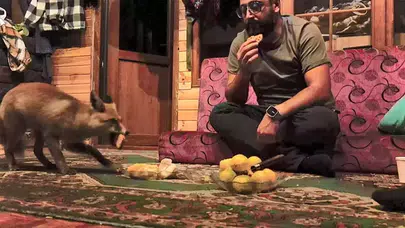 VAHŞİ HAYVANLAR NEDEN ŞEHİRLERE İNİYOR? ARAŞTIRMA KONUSU OLDU!