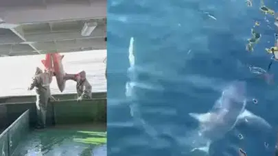 AĞLARA TAKILAN 2 KÖPEK BALIĞI DOĞAL ORTAMA BIRAKILDI!