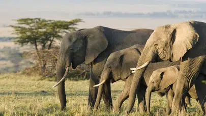 HİNDİSTAN’DA 42 FİL BİR KÖYÜ BASARAK 4 KİŞİYİ EZEREK ÖLDÜRDÜ!