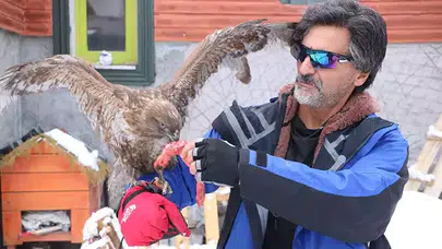 TEDAVİ EDİP DOĞAYA BIRAKTIĞI KIZIL ŞAHİN AYLAR SONRA GERİ DÖNDÜ!