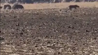 İDİL’DE ANADOLU PARSI GÖRÜNTÜLENDİ! SAKIN ATEŞ ETMEYİN!