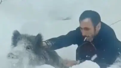 SİNOP’TA  KARLARIN İÇİNDEN DOMUZUN YAKALANMASI GÜNDEM OLDU!