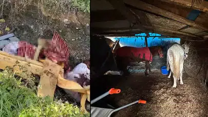 SAKARYA'DA AT ETİ KESENLERE SUÇ ÜSTÜ YAPILDI!