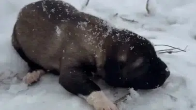 TUNCELİ’DE 7 GÜNLÜK KÖPEĞİ SOKAĞA BIRAKMAYA CEZA!
