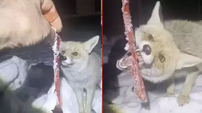 AĞIR KIŞ ŞARTLARI VAHŞİ HAYVANLARI DA ETKİLEDİ!