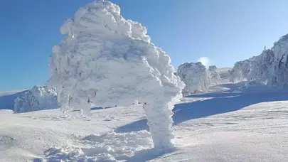 BU FOTOGRAF GERÇEK OLAMAZ! BOLU'DA AĞAÇLAR BUZ TUTTU!