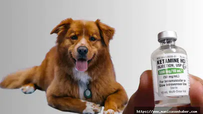 HAYVANLAR ÜZERİNDEN UYUŞTURUCUDAN NASIL RANT ELDE EDİLİYOR?