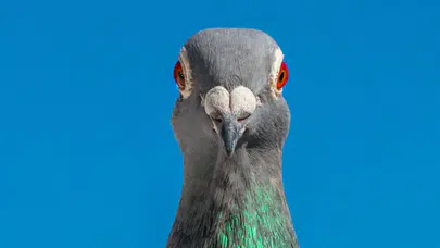 POLONYA'DA GÜVERCİNLERE DOĞUM KONTROLÜ UYGULANACAK!