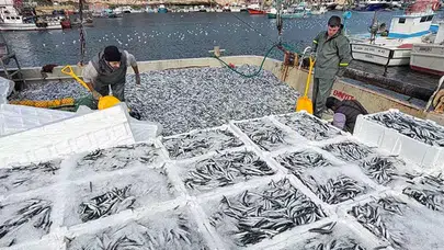 KIRKLARELİLİ BALIKÇILAR KARADENİZ'DE SAATTE 30 TON BALIK AVLADI!