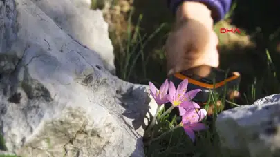 ORKİDELER KAÇAK SÖKÜMLERE KARŞI GPS İLE TAKİP EDİLİYOR!