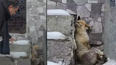 ARDAHAN BELEDİYE BAŞKANI YARALI TİLKİYE SAHİP ÇIKTI!