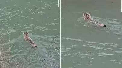 VAN'DA NESLİ TEHLİKEDE OLAN VAŞAK DEREDEN YÜZEREK GEÇTİ!