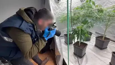 AVCILAR'DA SAKSIDA YETİŞTİRİLEN ESRAR OTU BÖYLE BELGELENDİ!