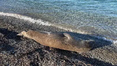 BODRUM'DA FOK BALIĞININ KIŞ GÜNEŞİ KEYFİ İLGİ GÖRDÜ!