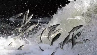 İNCİ KEFALİNİN EN ÇOK GÖRÜLDÜĞÜ DELİÇAY YÜKSELDİ!