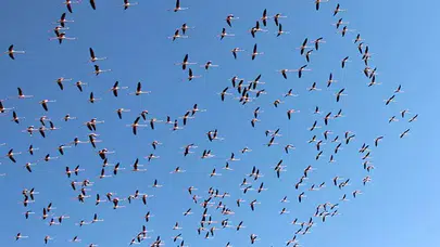 BİNLERCE FLEMİNGO TUZ GÖLÜ'NE GELMEYE BAŞLADI!