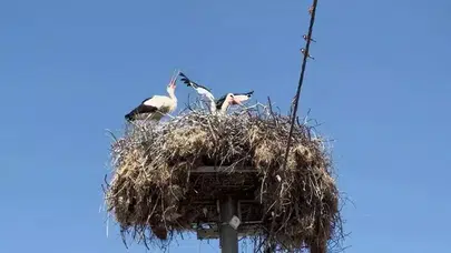 BUGÜN HASRET BİTİYOR! YAREN LEYLEK EŞİ NAZLI İLE BULUŞUYOR!