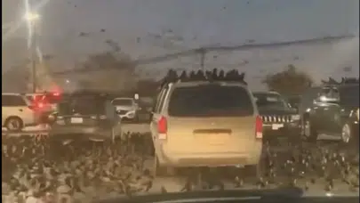 İSRAİL’DE GÖRÜLEN ON BİNLERCE KARGA NE ANLAMA GELİYOR?