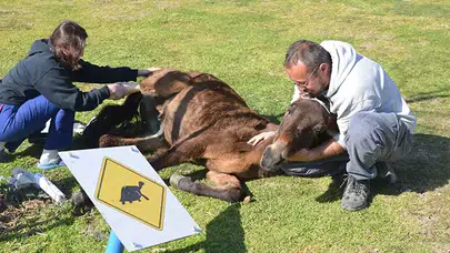 AYAĞI KIRILAN KATIR İÇİN ÖTENAZİ DÜŞÜNÜLÜRKEN HAYATA TUTUNDU!