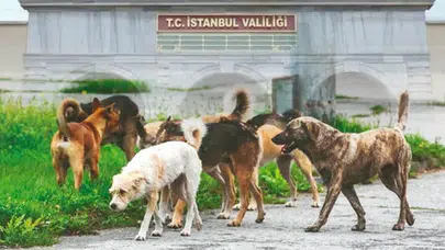 İSTANBUL’DA SOKAK KÖPEKLERİ MAYIS AYI SONUNA KADAR TOPLANMIŞ OLACAK!