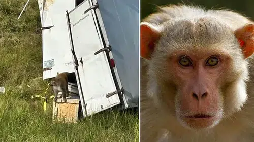 MİSSİSSİPPİ EYALETİ’NDE HASTALIKLI MAYMUN ALARMI DEVAM EDİYOR!