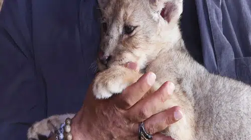 TUZLA'DA ELE GEÇİRİLEN YAVRU ERKEK ASLANA HUGO" ADI VERİLDİ!