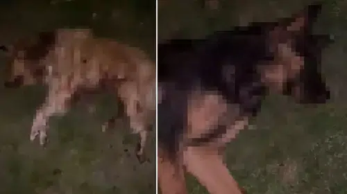 SAMSUN  İLKADIM’DA 9 KÖPEK SİLAHLA KATLEDİLDİ!