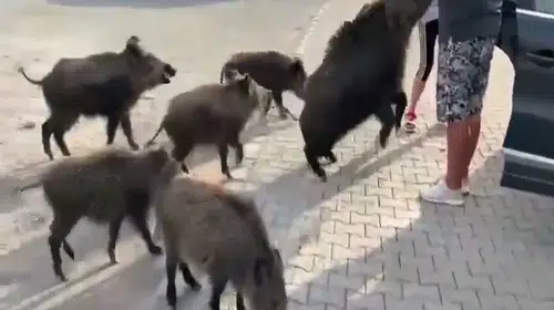 KARGALAR İÇİN SÖYLENEN O SÖZ "BESLE DOMUZU ISIRSIN KOLUNU!" OLDU...