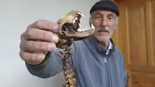 AHIRDA NAYLONLARIN ALTINDA VAHŞİ HAYVAN İSKELETİ BULDU!