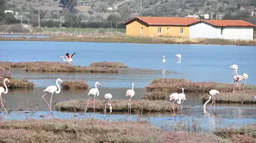 FLAMİNGOLARA EV SAHİPLİĞİ YAPAN TUZLA SULAK ALANI TEHLİKEDE!