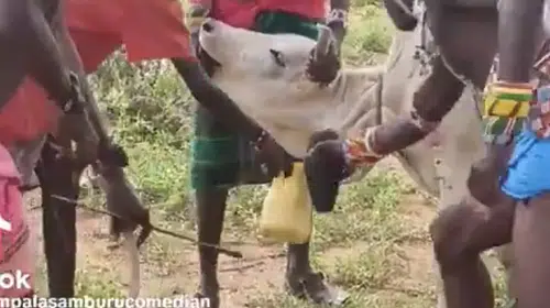 ETİOPYA’DA SURMA ERKEKLERİNİN TAZE  İNEK KANI İÇME GELENEĞİ SÜRÜYOR!