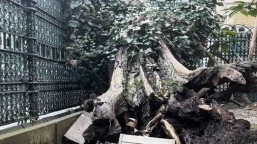 EYÜP CAMİİ AVLUSUNDA DEVRİLEN AĞAÇ SOSYAL MEDYAYI KARIŞTIRDI!