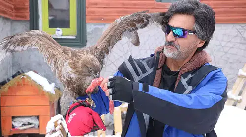 TEDAVİ EDİP DOĞAYA BIRAKTIĞI KIZIL ŞAHİN AYLAR SONRA GERİ DÖNDÜ!