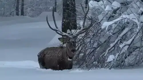 KARLA KAPLI KUZUYAYLA TABİAT PARKIN'DA KIZILGEYİK ŞOV!