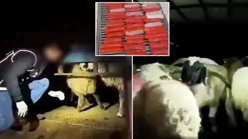 SOKAK HAYVANLARI ÜZERİNDEN UYUŞTURUCU İLAÇ ALINIP DAĞITILIYOR!!!