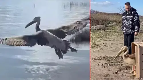 YARALI AK PELİKAN 5 AYLIK TEDAVİ SONRASI DOĞAYA BIRAKILDI!