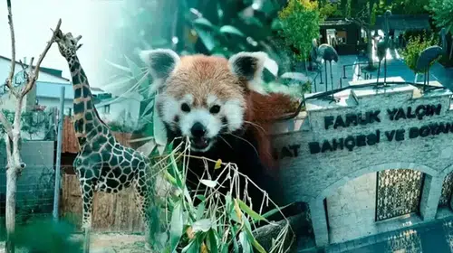 33 YILLIK DARICA HAYVANAT BAHÇESİ NEDEN KAPATILDI!