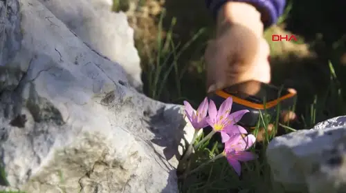 ORKİDELER KAÇAK SÖKÜMLERE KARŞI GPS İLE TAKİP EDİLİYOR!