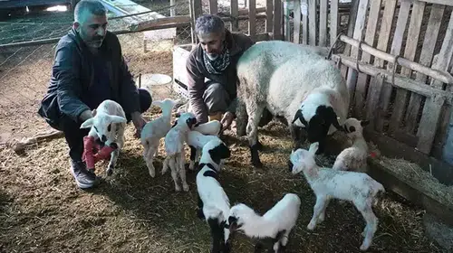 ÇEŞME SAKIZI KOYUNU BİR BATINDA TAM 9 KUZU DOĞURDU!