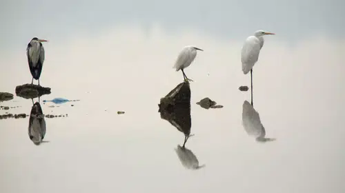 AYVALIK'TA YAŞAYAN ÇEŞİTLİ KUŞ SAYISI 14 BİNİ AŞTI!