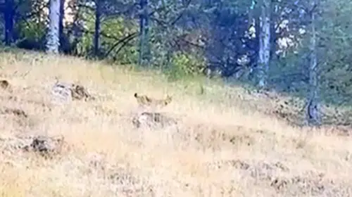 BOLU ORMANLARINDA IRKI TESPİT EDİLEMEYEN BİR HAYVAN TÜRÜ GÖRÜLDÜ!