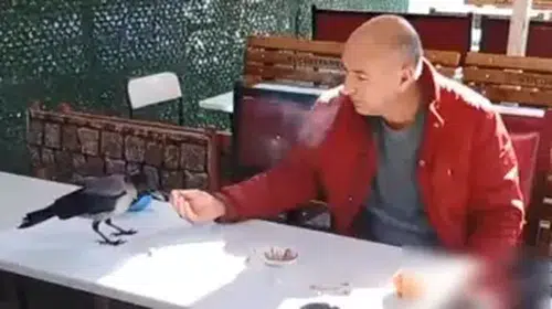 MİNİBÜS ŞOFÖRÜ KARGAYA ŞEKER VE EKMEK VEREREK ARKADAŞ OLDU!