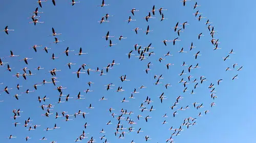 BİNLERCE FLEMİNGO TUZ GÖLÜ'NE GELMEYE BAŞLADI!