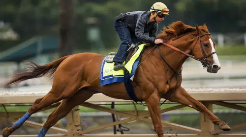 TÜRKİYE YARIŞ ATININ KAVURMA YAPILMASININ ŞOKUNU YAŞIYOR!