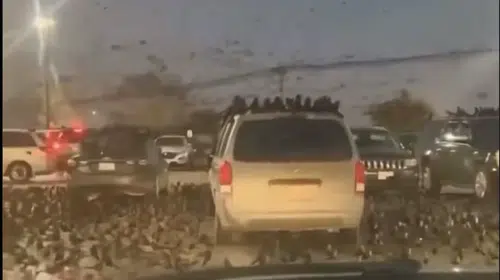 İSRAİL’DE GÖRÜLEN VE DAİRE ÇİZEREK UÇAN ON BİNLERCE KARGA NE ANLAMA GELİYOR?