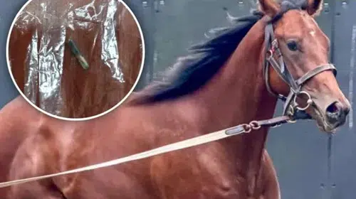 MERSİN'DE BELEDİYENİN İFTARINDAKİ KAVURMADAN YARIŞ ATI ÇİPİ ÇIKTI!