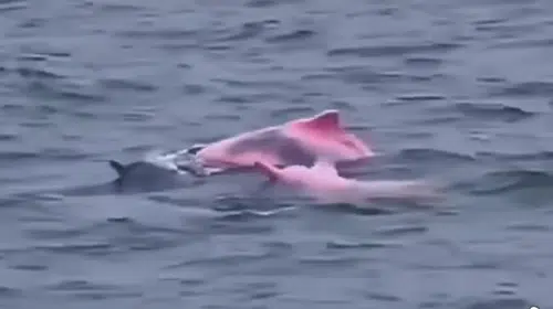 ÇOK İLGİNÇ! KARABURUN AÇIKLARINDA PEMBE YUNUSLAR GÖRÜNTÜLENDİ!